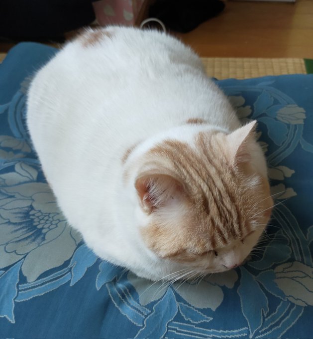 この美しさもはや芸術 お手本のような 香箱座り を披露する猫 ねこニュース