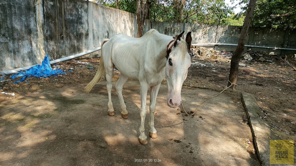 HMATIndia's tweet photo. We received requests from many beach horse owners that they were unable to buy food for their horses due to the closure of beaches this lockdown. We provided horse bran for 62 horses. 

If you would like to donate food in kind place do reach out to us.  

#AnimalWelfare #HMAT https://t.co/5xAQMo6kkW