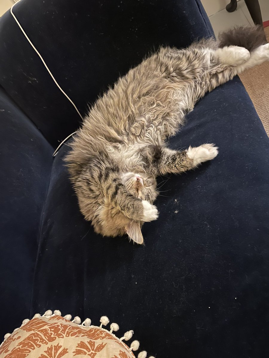 Pisco struggles with my shrill attempts to memorise Shostakovich. I’m blessed to have such a supportive pet.