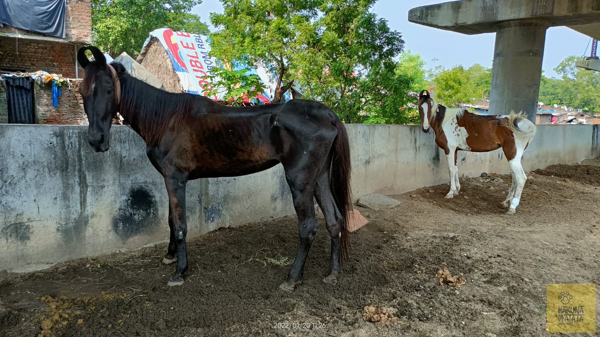 HMATIndia's tweet photo. We received requests from many beach horse owners that they were unable to buy food for their horses due to the closure of beaches this lockdown. We provided horse bran for 62 horses. 

If you would like to donate food in kind place do reach out to us.  

#AnimalWelfare #HMAT https://t.co/5xAQMo6kkW