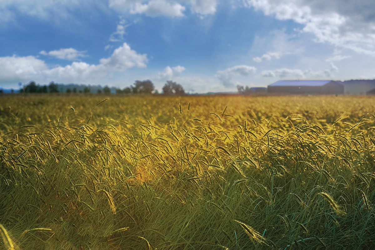 Graminex's tweet photo. Few natural product companies in the world can claim to have the total supply chain under direct and strict control. By maintaining this control over the process, Graminex® is able to manage product integrity and traceability.  
https://t.co/z0DLUwXlpb #madeinusa #graminex https://t.co/DPxOeUnupQ
