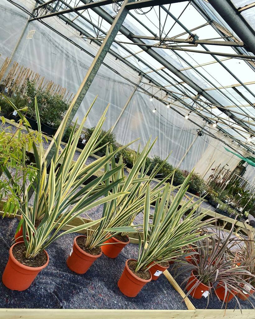 ToftwoodGC's tweet photo. Stunning large Phormiums in lots of different colours and varieties. A very unique look for your garden. 

Only £35 

#garden #gardening #gardenlife #evergreen #houseplants #forsythia #nature #yellow #succulents #gardeners #gorgeous #toftwoodgardencentre… https://t.co/4ibuy1uNtc https://t.co/w5RWg66nLX