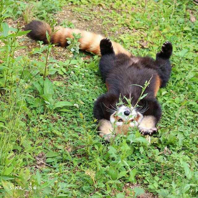 DailyRedPandas's tweet photo. https://t.co/vdbyFHiFhD