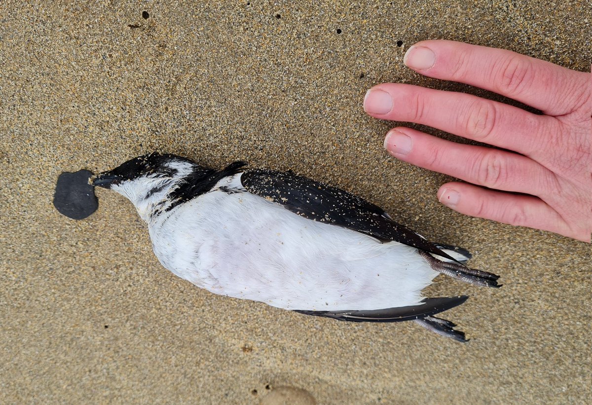 Nina_OHanlon (@nina_ohanlon) on Twitter photo Freshly dead Little Auk during today's <a href="/WeBS_UK/">Wetland Bird Survey</a> count (and 2 Puffins) - they are so tiny!
<a href="/CaithnessBirds/">Caithness Birds</a> Freshly dead Little Auk during today's <a href="/WeBS_UK/">Wetland Bird Survey</a> count (and 2 Puffins) - they are so tiny!
<a href="/CaithnessBirds/">Caithness Birds</a>