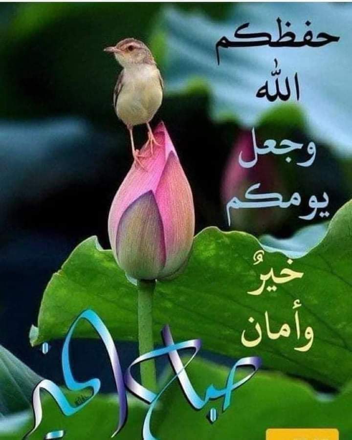 ابوفادي من سوريا الياسمين tweet media