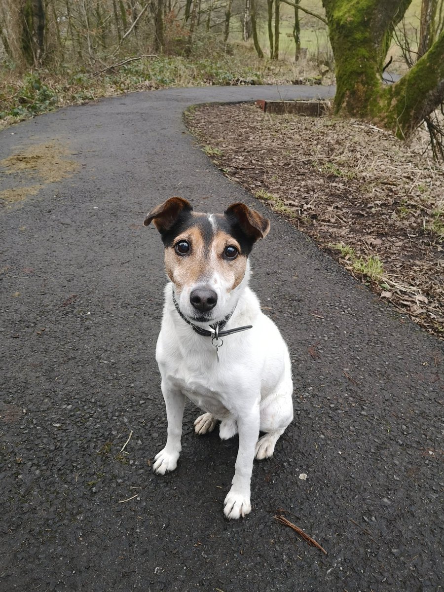 Snoopdougiedogs's tweet photo. Met lots of doggy friends on this mornings walk #goodsitting https://t.co/CcgU4v6OlB