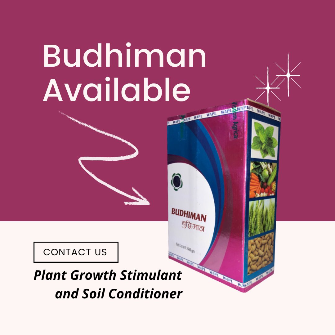 DurgaBeej's tweet photo. Budhiman is potassium humate with 100% bio-active humic acids.
Benefits:
बुद्धिमानको प्रयोगले युरियाको लागत पहिलेभन्दा आधा घट्छ।
यसले उच्च बीउ अंकुरण बढाउँछ।
लाभकारी माटो सूक्ष्मजीव गतिविधि बढाउँछ। https://t.co/5E0eAKqLQT