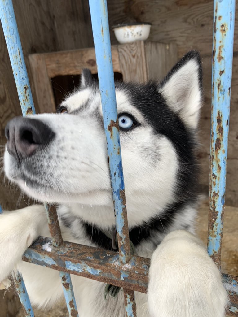 TEKALOVN's tweet photo. Сегодня ездили в приют «К9». Погуляли с собочками - они такие милые эти собачки 🐶 @mister_sobol https://t.co/cySviJ7uqN