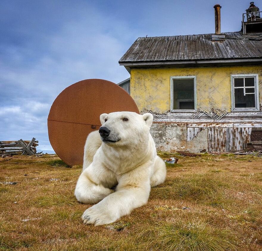 marjoleintjevp's tweet photo. De fotograaf Dmitry Kokh maakte deze sprookjesachtige plaatjes van ijsberen die in The Far East (Russian Arctic) in een verlaten weerstation zijn gaan wonen.

Ik kon deze afbeeldingen goed gebruiken nu, wellicht jullie ook. https://t.co/2byw444m4O