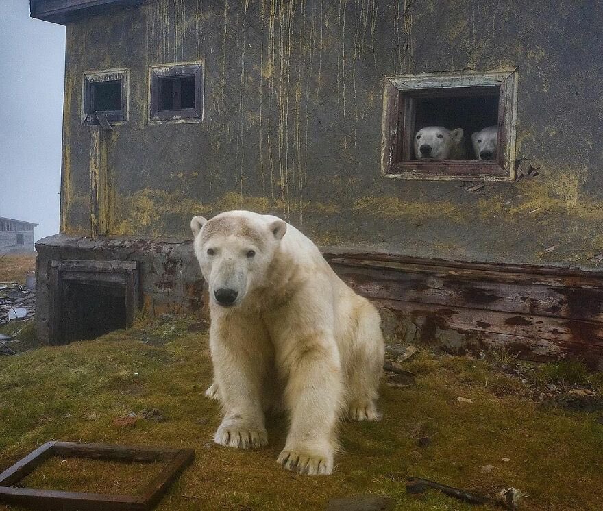 marjoleintjevp's tweet photo. De fotograaf Dmitry Kokh maakte deze sprookjesachtige plaatjes van ijsberen die in The Far East (Russian Arctic) in een verlaten weerstation zijn gaan wonen.

Ik kon deze afbeeldingen goed gebruiken nu, wellicht jullie ook. https://t.co/2byw444m4O