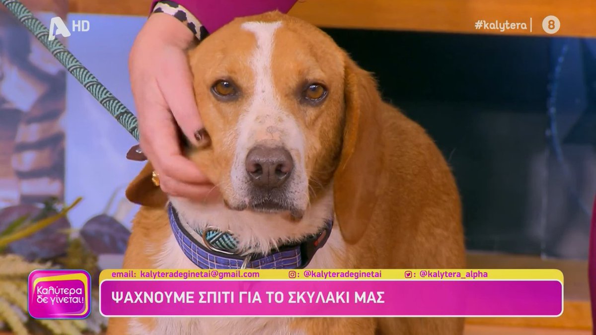 Όπως κάθε Σάββατο έτσι και σήμερα κάνουμε RT τη φώτο που γράφει τα social media του <a href="/kalytera_alpha/">Kalyteradeginetai</a> για να βοηθήσουμε ακόμα μια μουσούδα σκέτη γλύκα να βρει σπιτάκι μόνιμο με πολλή αγάπη για όσο ζει. #kalytera <a href="/adespotos_/">Αδεσποτος</a> <a href="/Adespotogr/">▲ Adespoto.gr ▲</a>