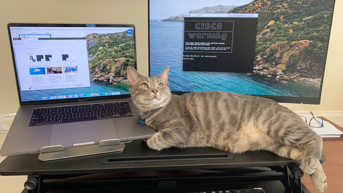 WeAreCisco's tweet photo. Today's goal? Relaxation. #Caturday
Marley's favorite spot is his hooman's desk. Ashley is a customer project specialist and her furrriend often makes #Webex appearances. We love seeing #CiscoPets on camera!
Be you, with us https://t.co/x2DhKvOc1n https://t.co/qOp7G1zp1j