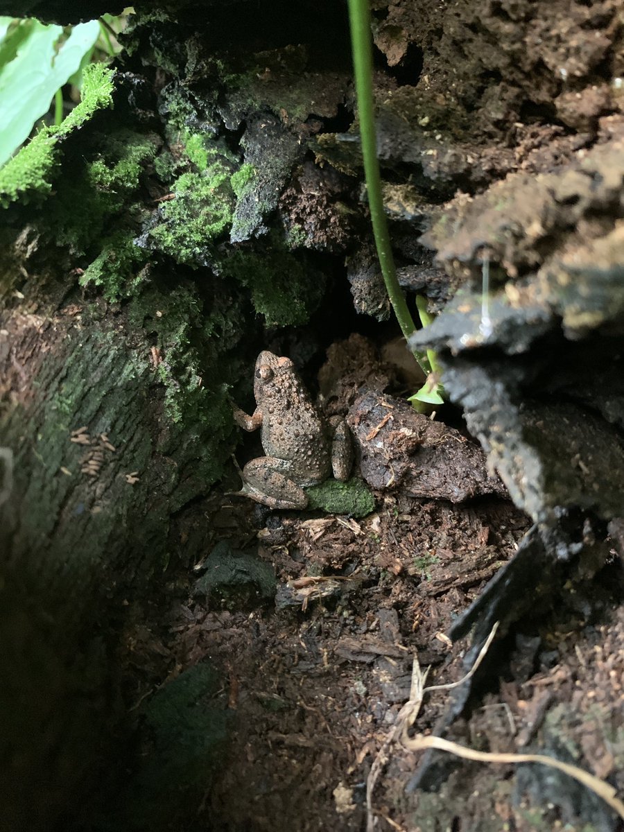 She wants to investigate community attitudes towards perceived frogs and the folklores behind their persecution. Also, she is assisting in building the zoological collection by preserving #frogs of disturbed wetlands!