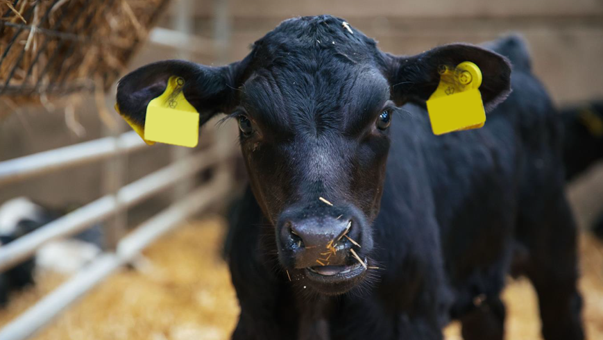 We are hosting on farm opendays on the 3rd, 10th and 24th of Feburay,  In support of the #gbcalfweek.  

If you wish to join us on one of our high health rearing units, please contact us at info@blade-farming.com.

#businessofbeef #bladefarming #integratedbeef