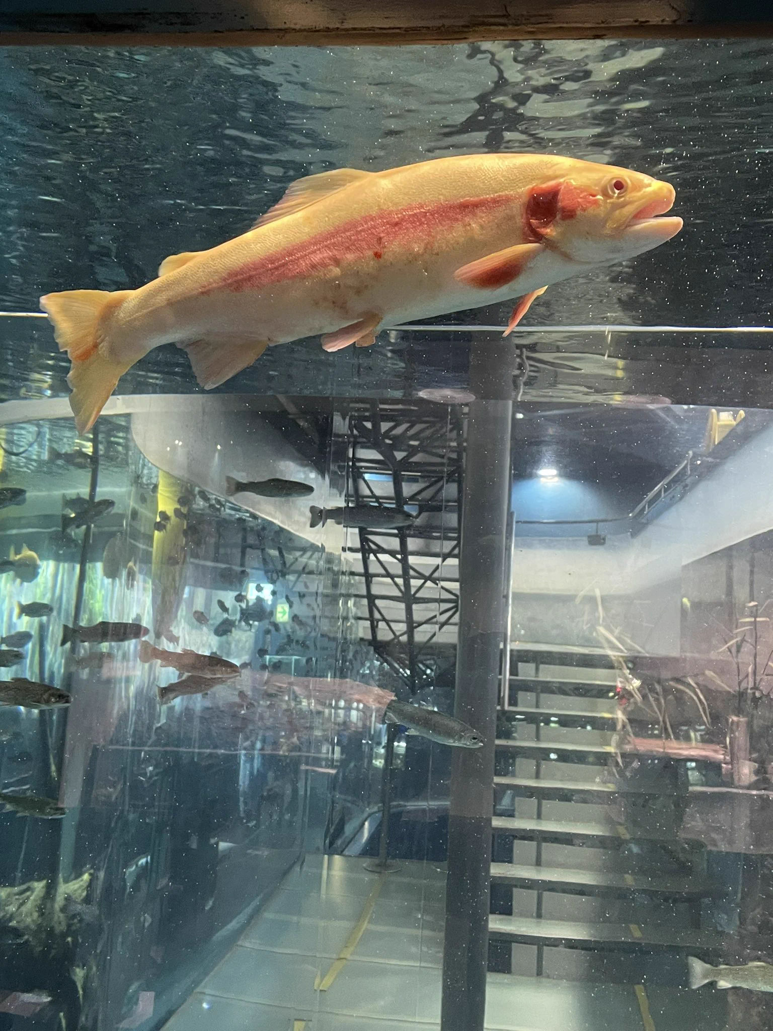 @tsukarium 桔梗屋さんの経営なんですよね 