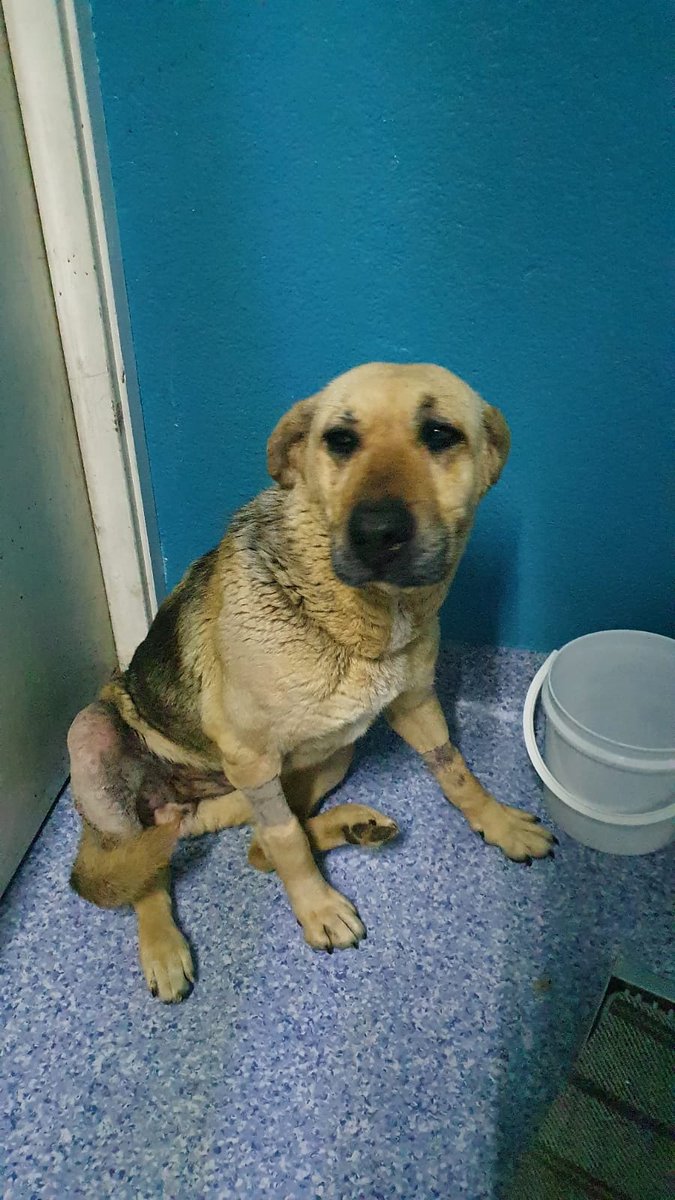 Lacasadelsalchi's tweet photo. Buenos días mi nombre es #cachetes y tengo cáncer invasivo y estoy vendiendo boletos para pagar mi hospitalización me ayudan por favor 🙏 @CasLaaU @Marvinel3 @perrososmx @diana_dfc @MariettoPonce @JonesAbichuela @gilponce84 @SergioOHS @AdrianAAldrete @SChecoPerez @inakimanero 🆘 https://t.co/MlpgrWxZmv