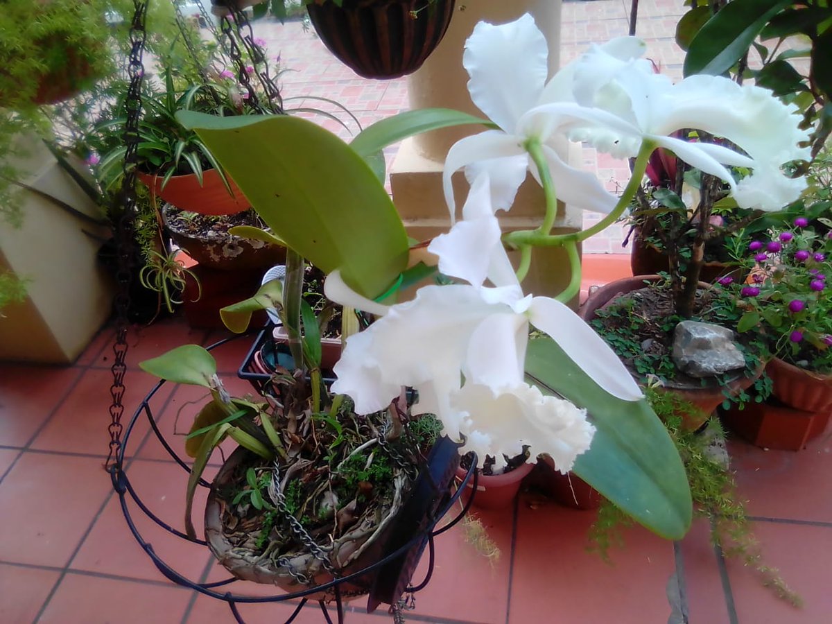 Simone_TW's tweet photo. The 1st photo my mom sent me via whatsapp EVER...was last week. A pic of her orchids. So proud of her - overcoming her #techblock at age 72! Here's to all the grannies, mommies & aunties embracing #technology! #TrinidadWeddings #TrinidadandTobago #orchids https://t.co/CGNxkTRsgT