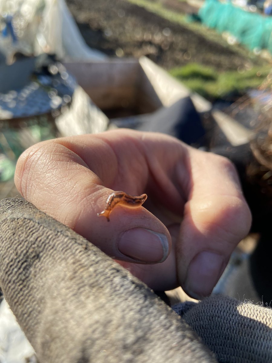 Fran Sherbourne tweet media