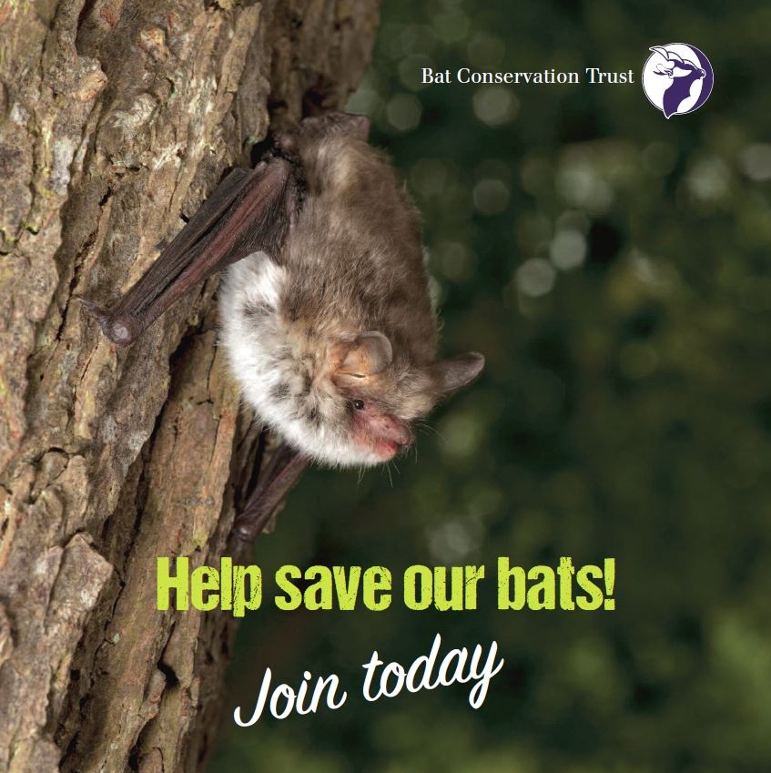 _BCT_'s tweet photo. Joining @_BCT_ is the ideal way to show your support for bats. By becoming a member, you will be directly helping to protect bats and their habitats for future generations to enjoy: https://t.co/QhUpdjt4UQ https://t.co/nagphb5N8A