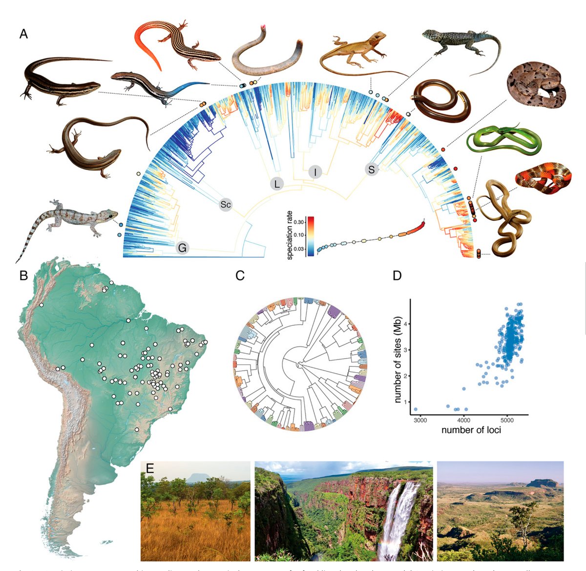 Our new paper is out <a href="/PNASNews/">PNASNews</a>! "No link between population isolation and speciation rate in squamate reptiles". Led by Sonal Singhal, with <a href="/dan_rabosky/">Dan Rabosky</a> and others. Find pdf copy at ivanprates.org/publications