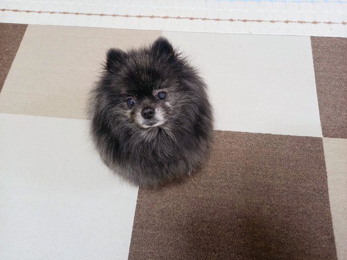 彼以上に丸い犬は絶対いない まん丸毛玉のポメくん これっていつから 飼い主さんに聞いた ブリーダーナビ