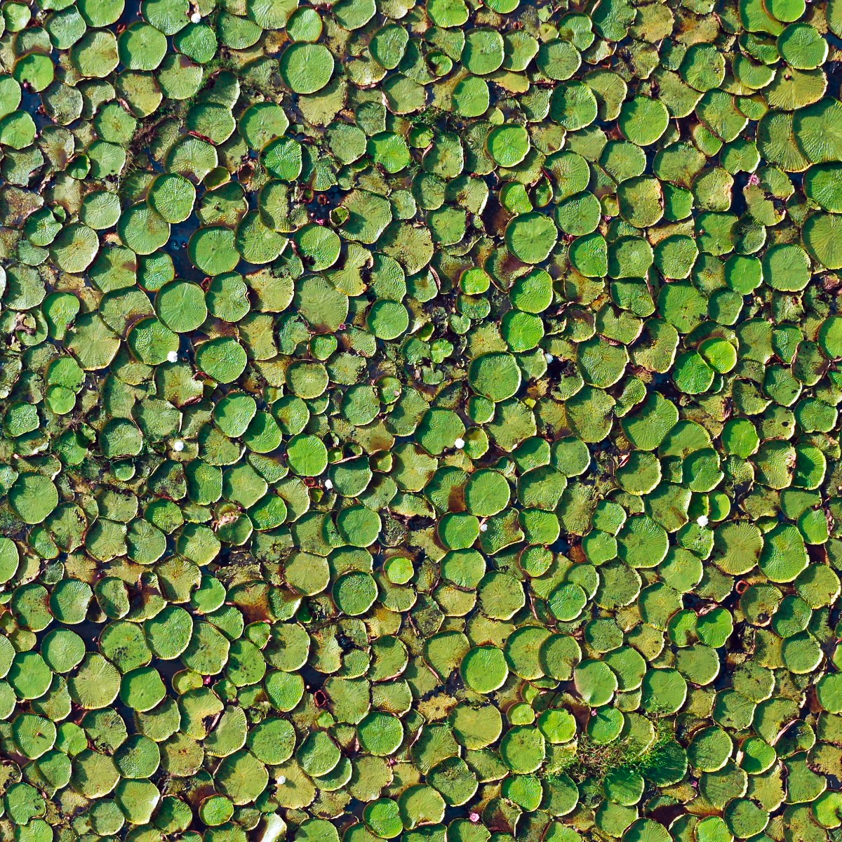 BBCEarth's tweet photo. The stunning plants of our water worlds. 

#GreenPlanet will open your eyes to an undiscovered kingdom like never before…this is life from the perspective of plants. 🌱

Find out where to watch in your region 👉 https://t.co/QGl8A32oJs https://t.co/CccBNmxMHW