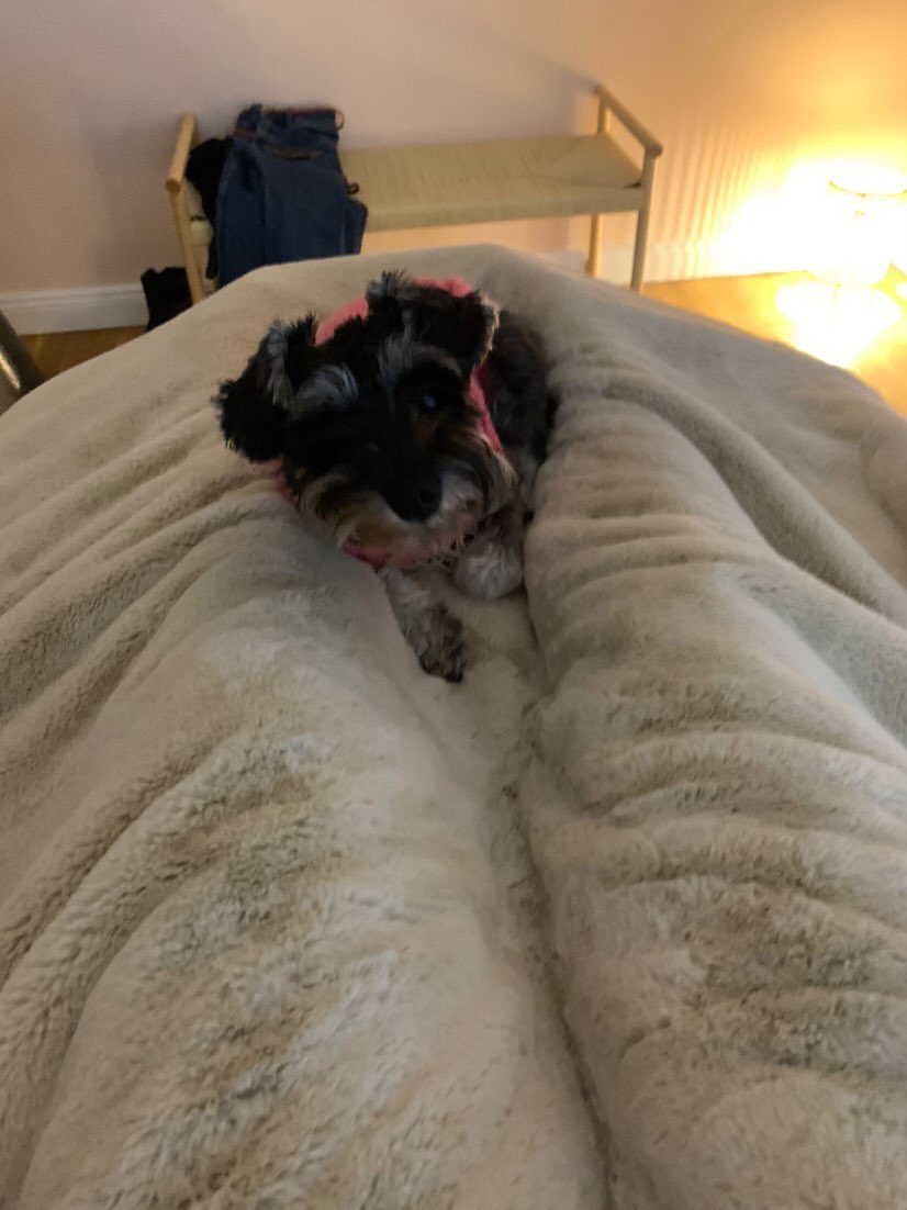 MsWendellTweets's tweet photo. My dog went with me to the aesthetician today 😍 https://t.co/JWcciyQ2ai