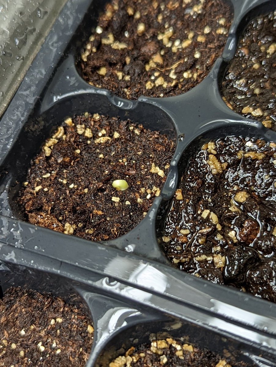 Jake Rutski tweet media