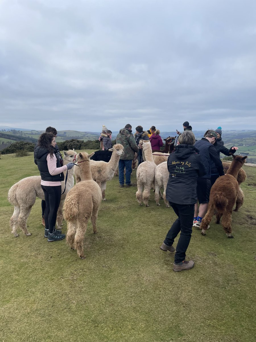 Saturday morning walking alpacas in #brecon
