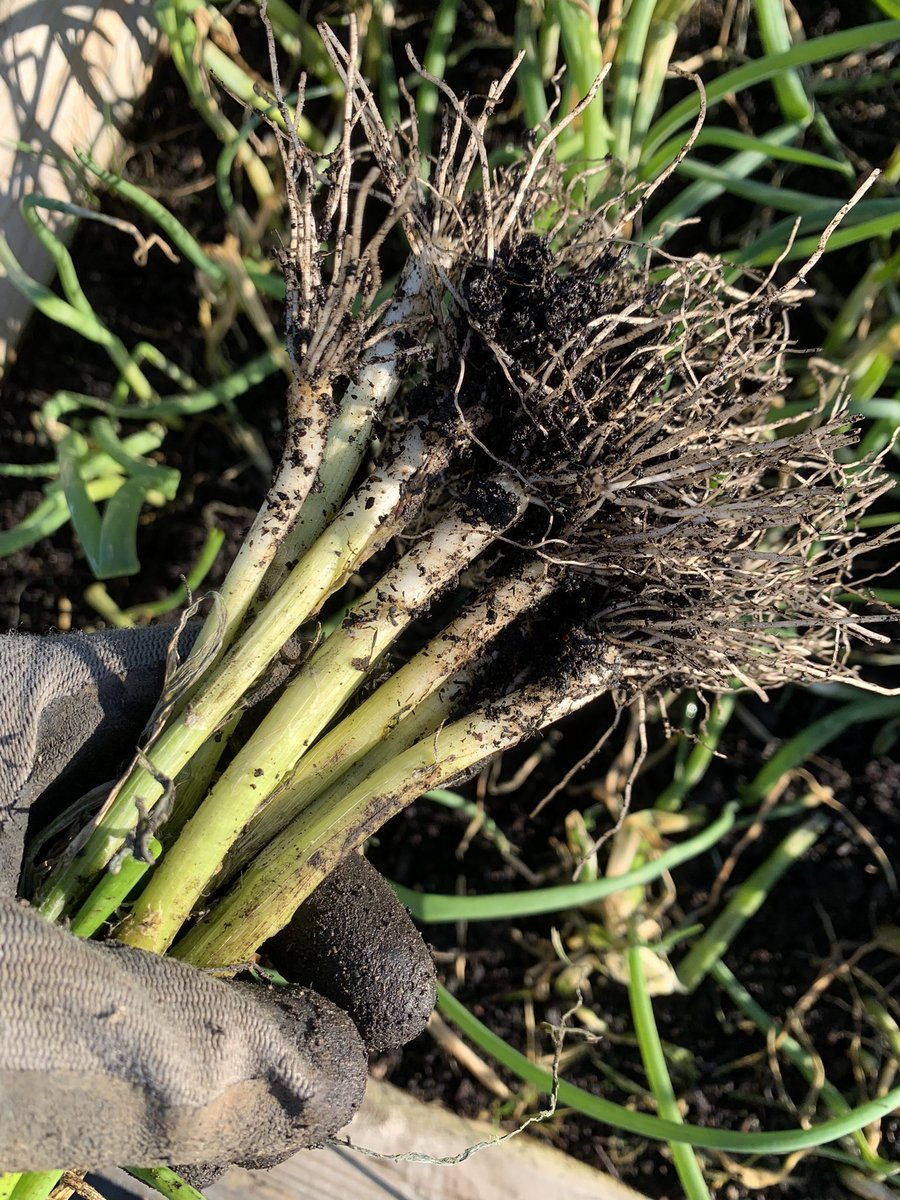 Fran Sherbourne tweet media