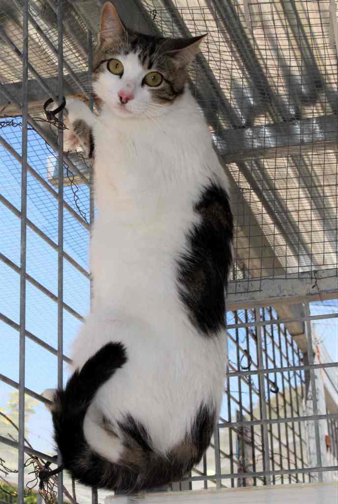 ETierhilfe's tweet photo. 💖TINA💖#adoptme
Profil: https://t.co/YDtHqyxYLi
#adoptcats #cats #catsoftwitter #catsneedhome #catsofspain #AdoptDontShop https://t.co/kanHkQ0LK6