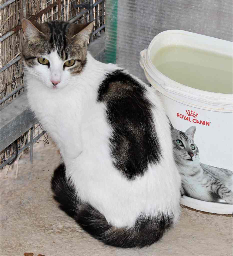 ETierhilfe's tweet photo. 💖TINA💖#adoptme
Profil: https://t.co/YDtHqyxYLi
#adoptcats #cats #catsoftwitter #catsneedhome #catsofspain #AdoptDontShop https://t.co/kanHkQ0LK6