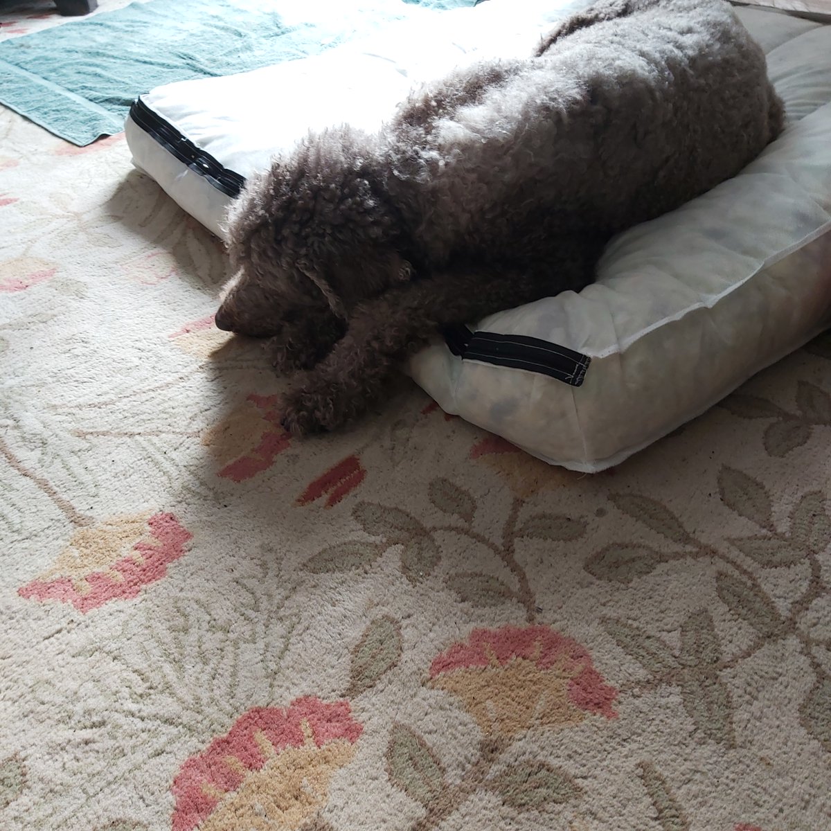 inspireddawn1's tweet photo. Once again too cold in 🇨🇦 so no morning walk. Waiting for it to temps to warm up.  Wake me when it's time, muffer! #standardpoodle #poodle #DogsofTwittter #dogs #Pets https://t.co/2RVRGEXLuE