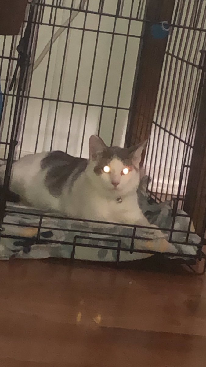 Rivig_'s tweet photo. @pumptycat Thank you for doing this!:) Spooky cat https://t.co/INQrYkko7r