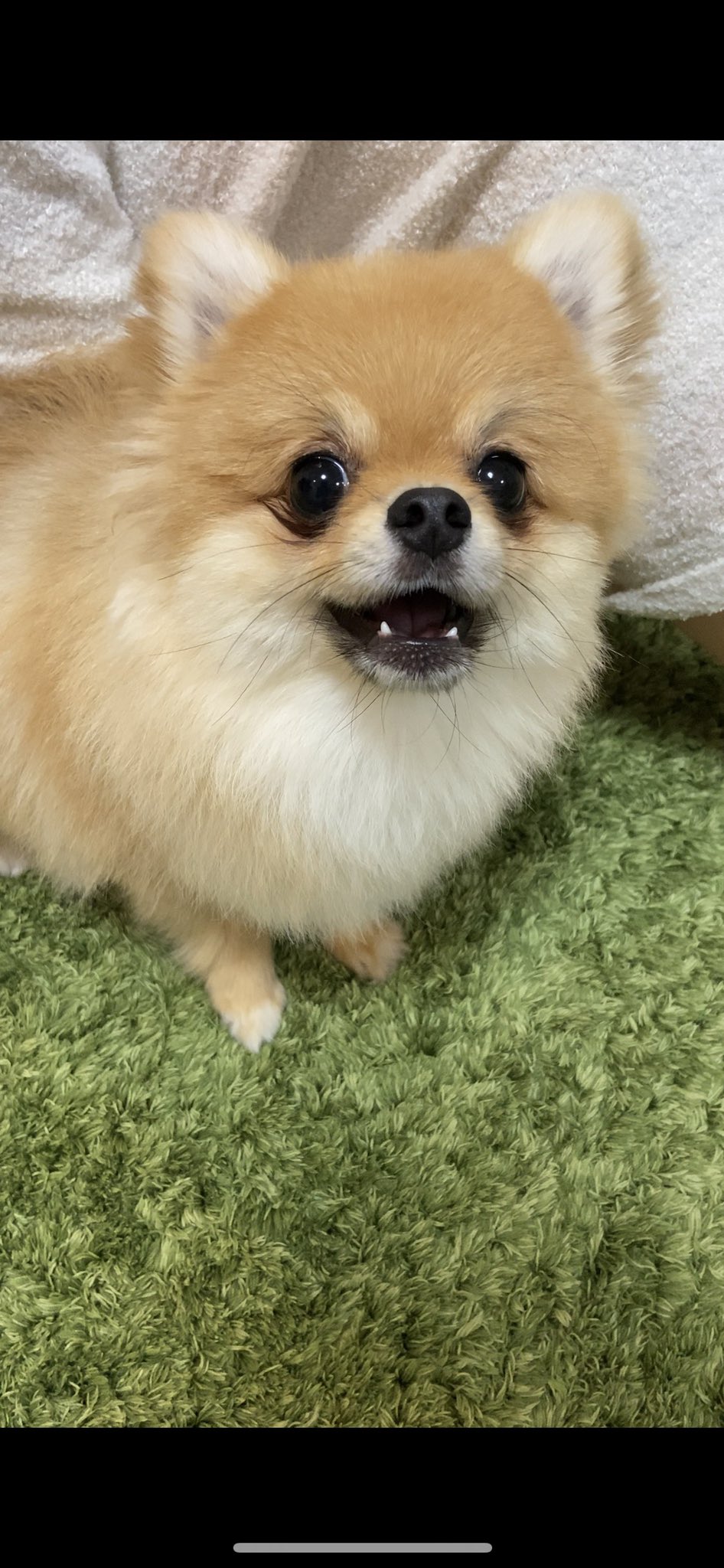 きなこちゃんねる ポメラニアン きなこの威嚇顔 それでも威嚇してます 笑 Pomeranian ポメラニアン きなこ 小型犬 犬好きさんと繋がりたい 威嚇 T Co L9ijxblqo4 Twitter