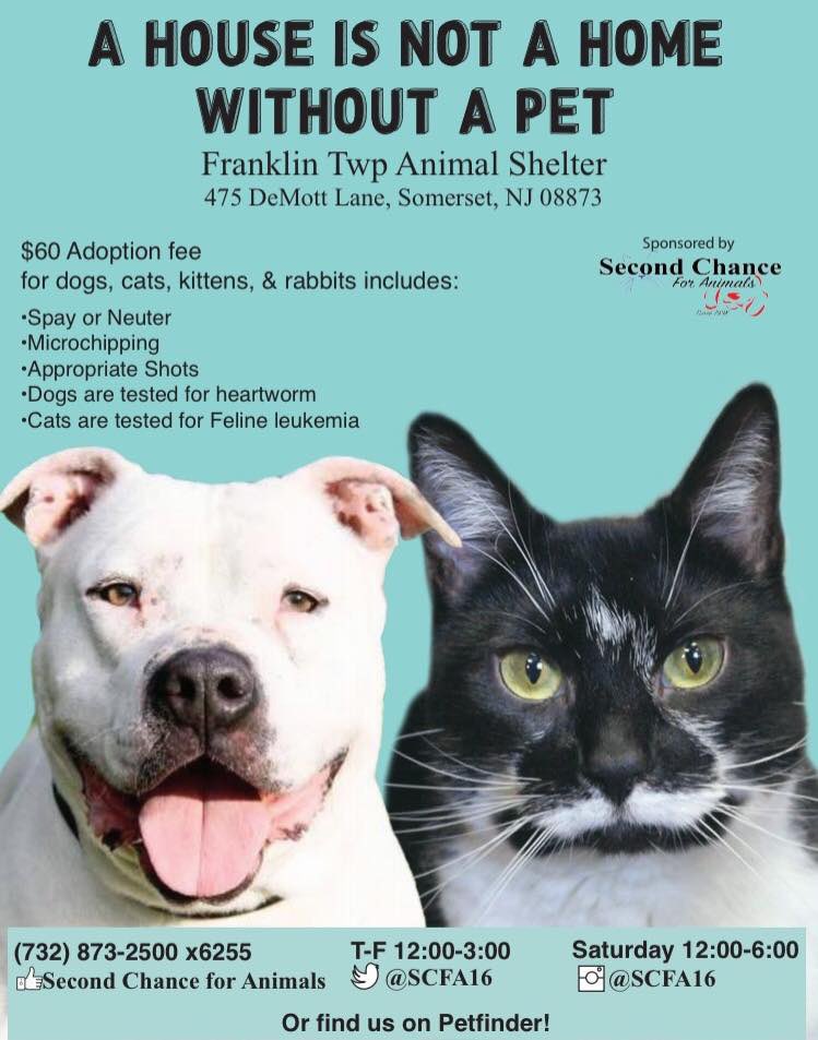 SCFA16's tweet image. Adoptions happening today!  Stop by the Franklin Twnp Animal Shelter and meet the many cats and dogs waiting to meet you!! #AdoptDontShop #SaturdayMotivation #dogsoftwitter #CatsOfTwitter #Caturday #familyfun #cute #adoptme