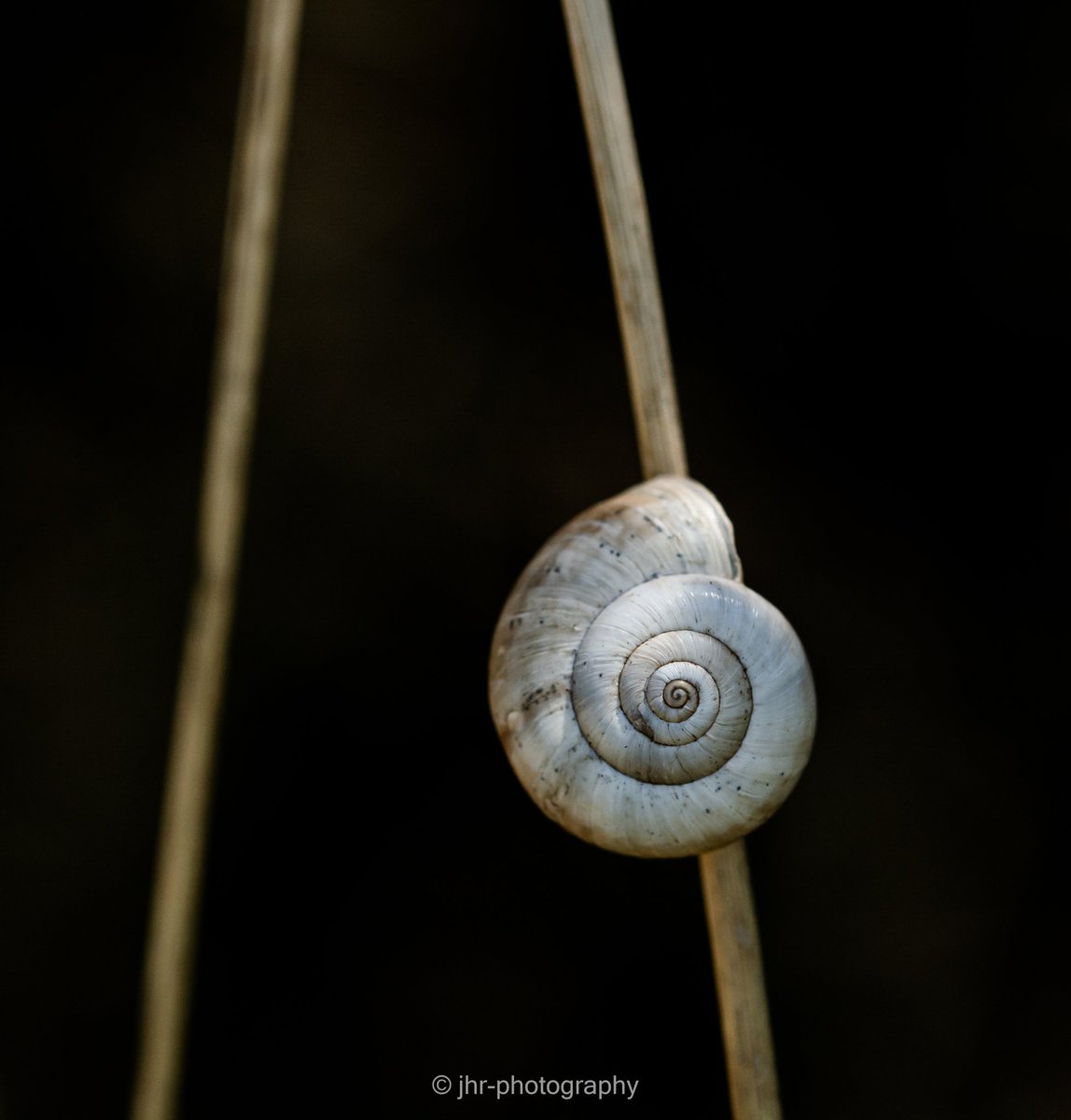 photography_jhr's tweet photo. Sometimes it's good to scroll trough old maps with raw material... Sometimes ones perception of a nice shot changes...
A shot from 1,5 year ago
#NaturePhotography #CloseUpShots #iamnikon #sigmamacro #benrotripods #ExploreYourCreativity #StyleVaration https://t.co/LTguJqwoTo