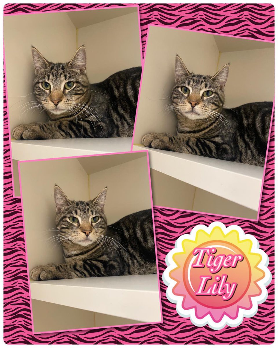 SCFA16's tweet image. Tiger Lily, so named for her beautiful tiger-striped coat! She came to the Franklin Twnp Animal Shelter as a stray kitten. She has become more trusting of people and would love to meet a person who will give her time to come out of her shell.  #AdoptDontShop #love #Caturday #cats
