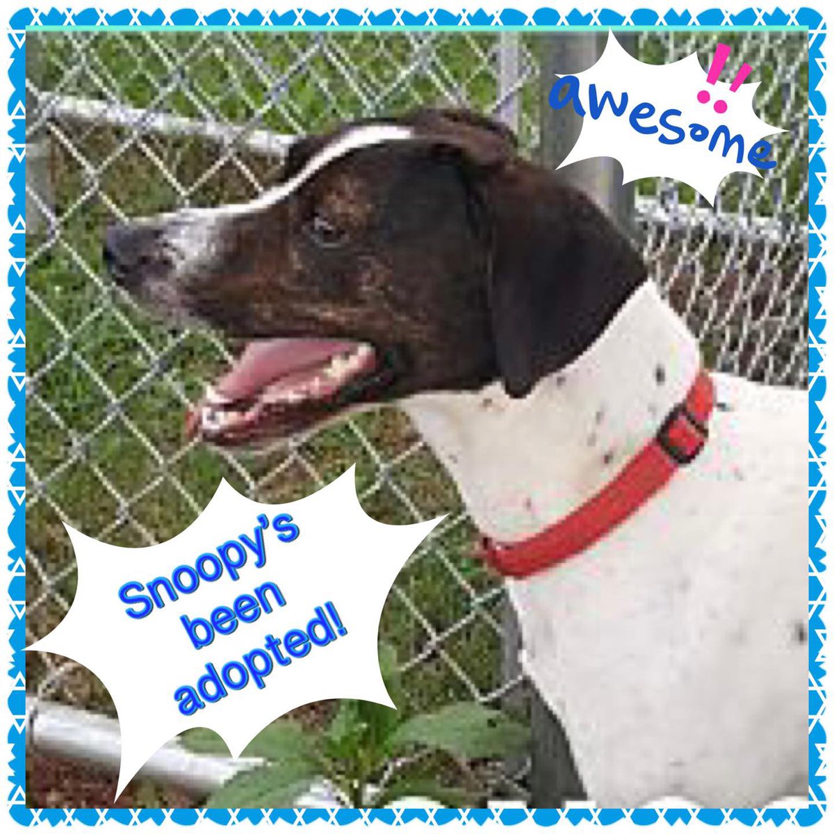 SCFA16's tweet image. Another great adoption!🐶❤️🐾Two-year-old hound mix Snoopy is now having fun in his new forever home! #dogs #Snoopy #happydays