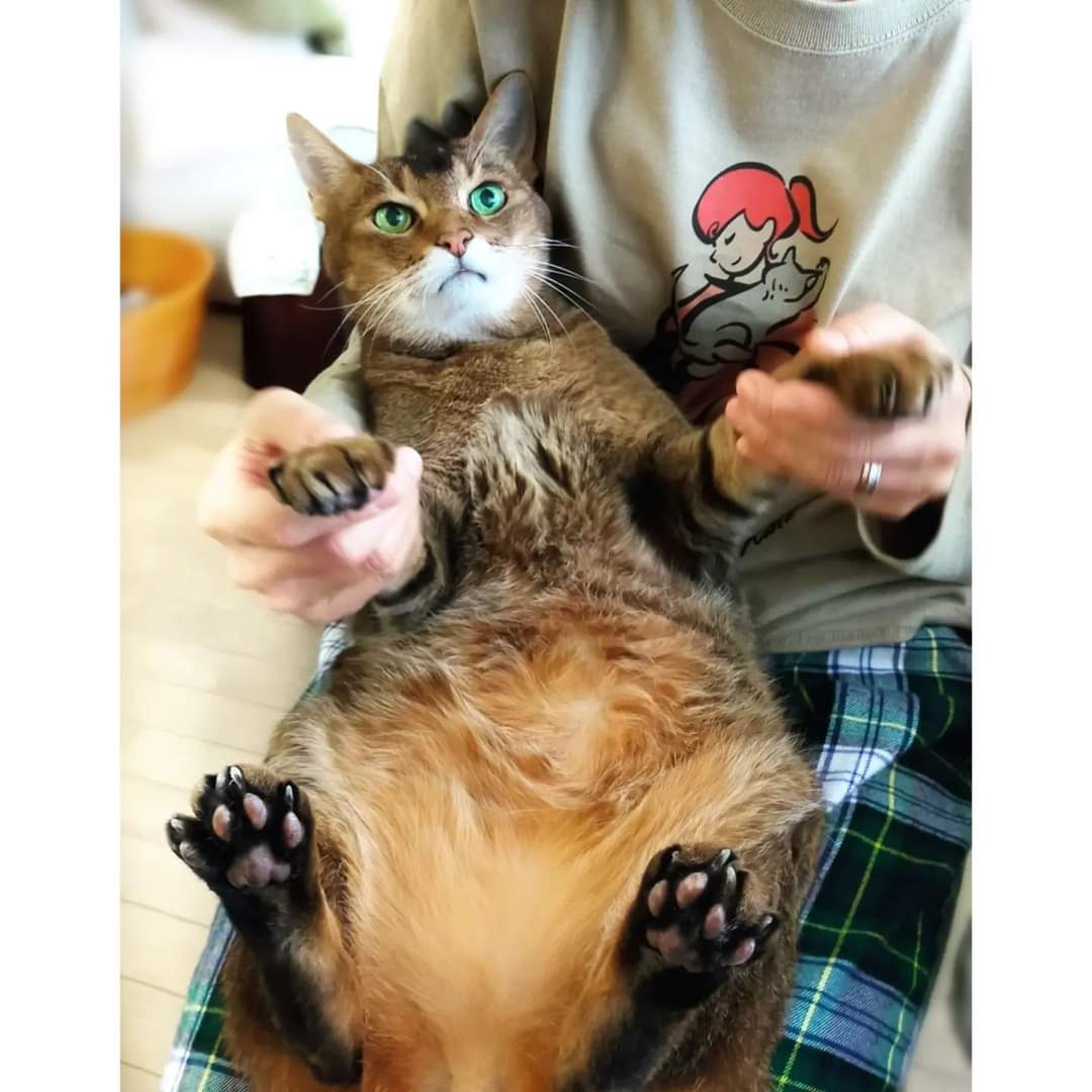 nekoashi_natsu's tweet photo. 朝から元気いっぱいだったので『ぶ〜にゃん音頭🎶』を踊ってみた😁

猫足
https://t.co/OAi2P5gH0A
『猫と一緒に買い物へ。』
長袖Tシャツ/サンド/着用サイズGL

#cat #猫がいる生活 #猫との暮らし #nekoashinatsugram飼い主メモ 夕方銀スプ一気食い後に嘔吐。嘔吐で凹んでいたが、ちゅーるは食べた。 https://t.co/trfADawYFR