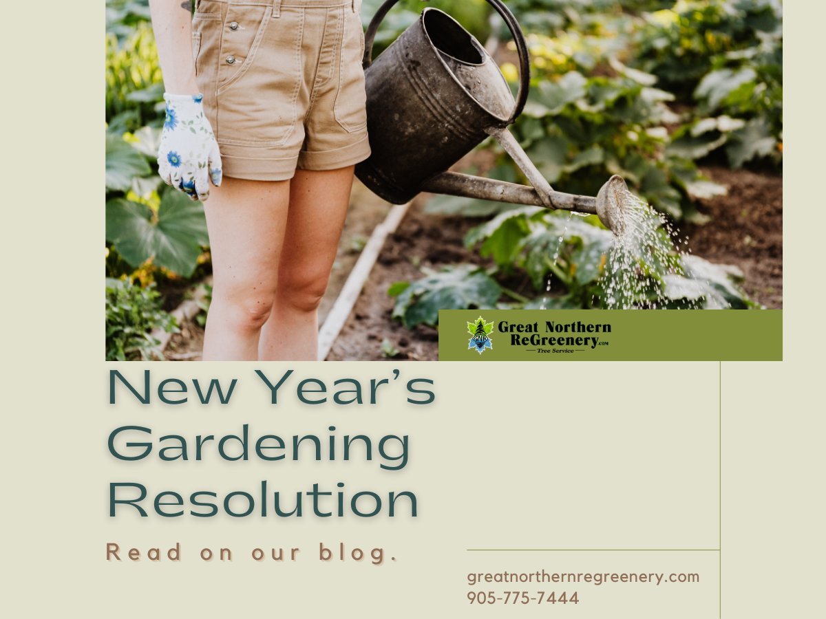 GNReGreenery's tweet photo. New Year’s resolutions can keep you inspired. So don’t forget to include gardening into your list. Learn new things, go green, and get inspired with these gardening resolution ideas.

➥ https://t.co/SW9yx6QHtR

#gardening #newyearsresolution  #ontariotrees https://t.co/3YZGGB6QKA