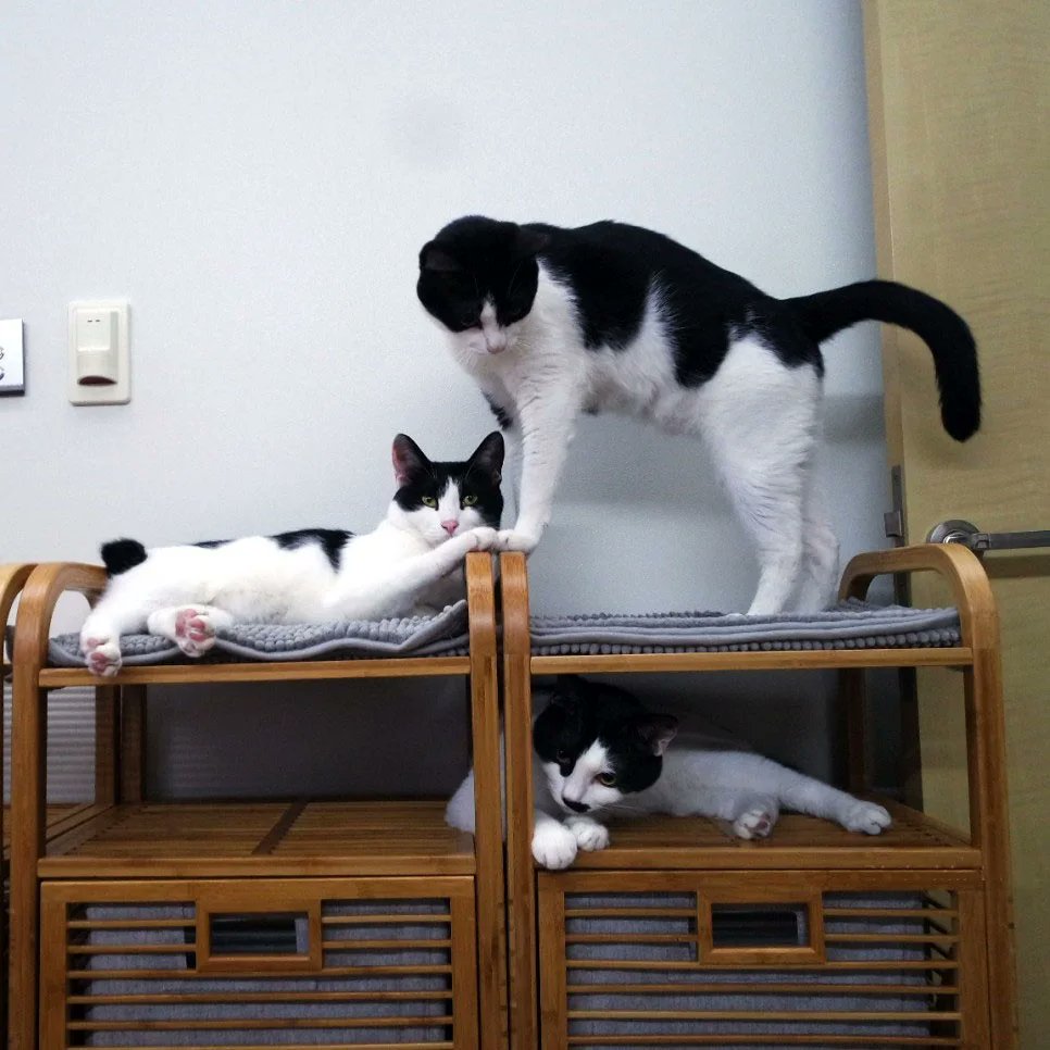 이것은 모던하우스에서 3개 9,900원에 판매하는 발매트(?)입니다. 이 사진에 보이는 회색도 같은 제품이에요! 모던하우스 말고 이마트인가 홈플인가에서도 팔았고 고양이들이 좋아합니다😀