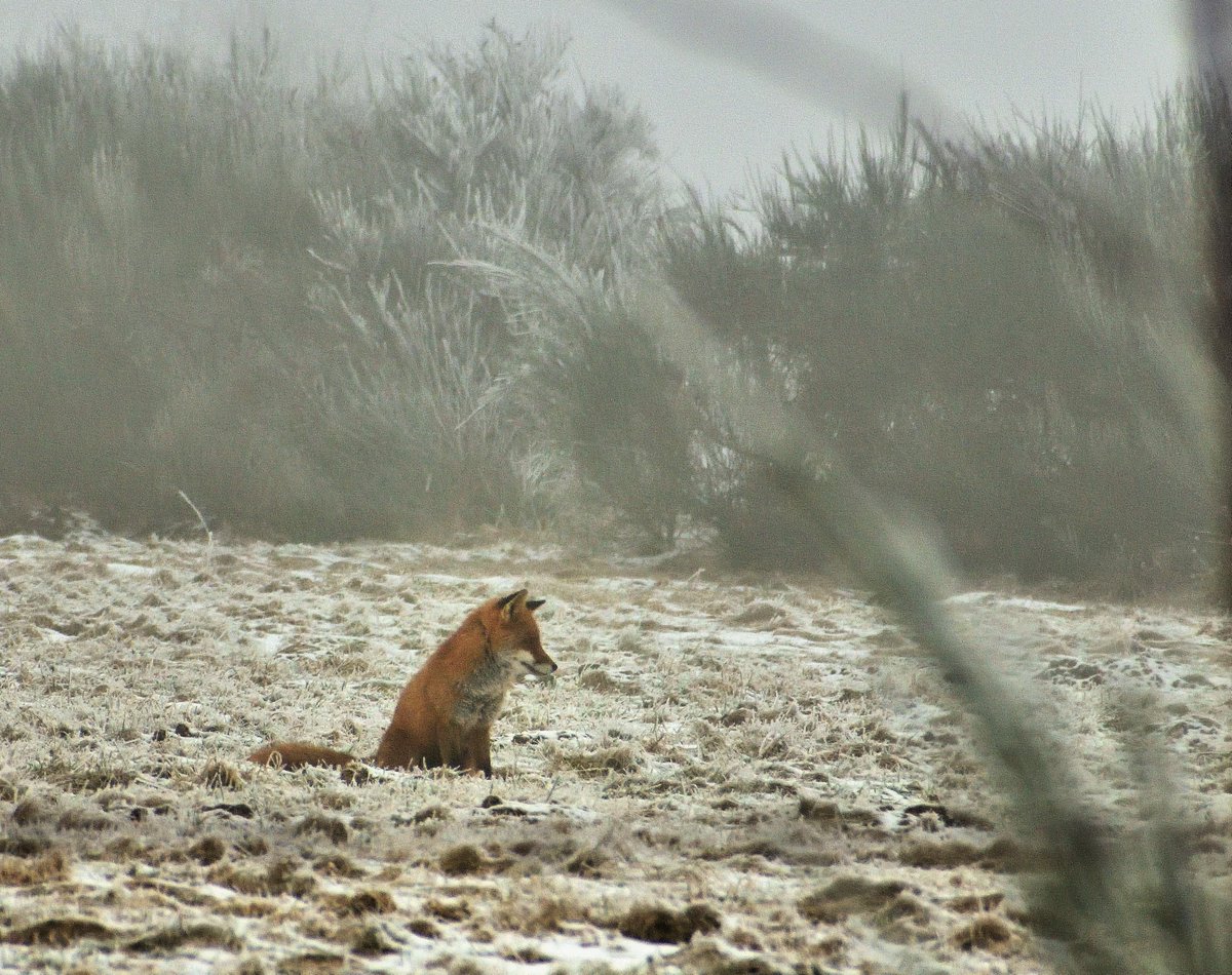 zebre_'s tweet photo. #fox #renard #wildlife #photography #photographieanimaliere #faune #faunesauvage #renardroux #animalphotography https://t.co/Ii1brxupkI