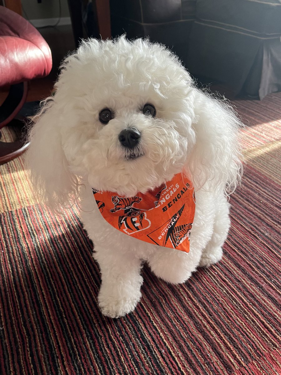 mccoollady's tweet photo. #WHODEYNATION @Bengals  @graeters #DogsOfNFL https://t.co/6w3zBYCgut