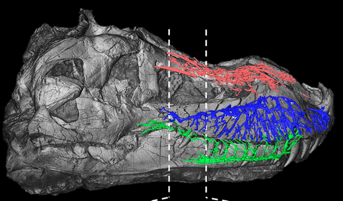 Palaeontologia Electronica tweet media