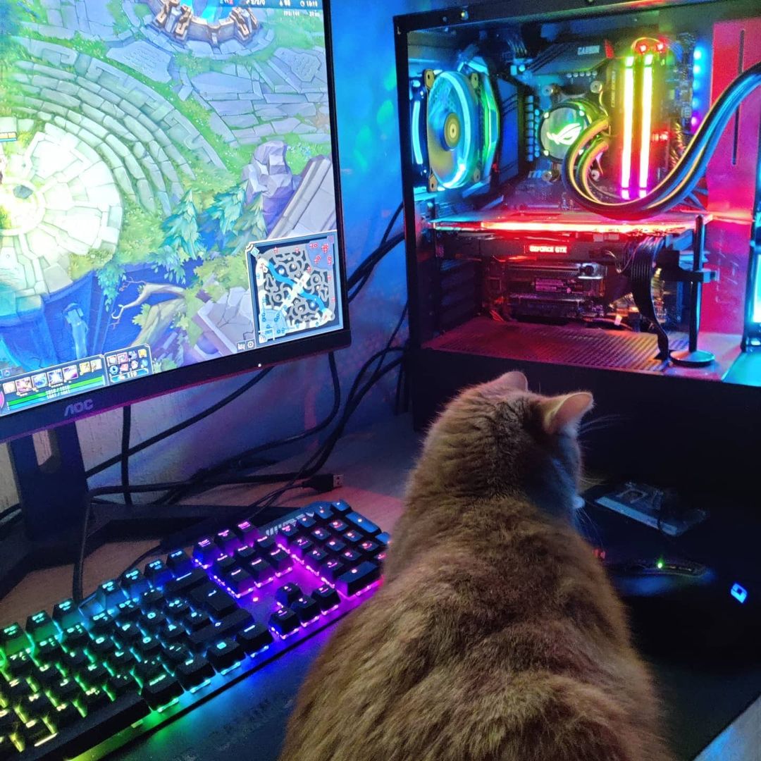 AGONbyAOC's tweet photo. Today is #AnswerYourCatsQuestionDay and we're pretty sure that ig user justpc.stuff's cat is dying to know who you main on League of Legends? https://t.co/OcHmPn8Cjj