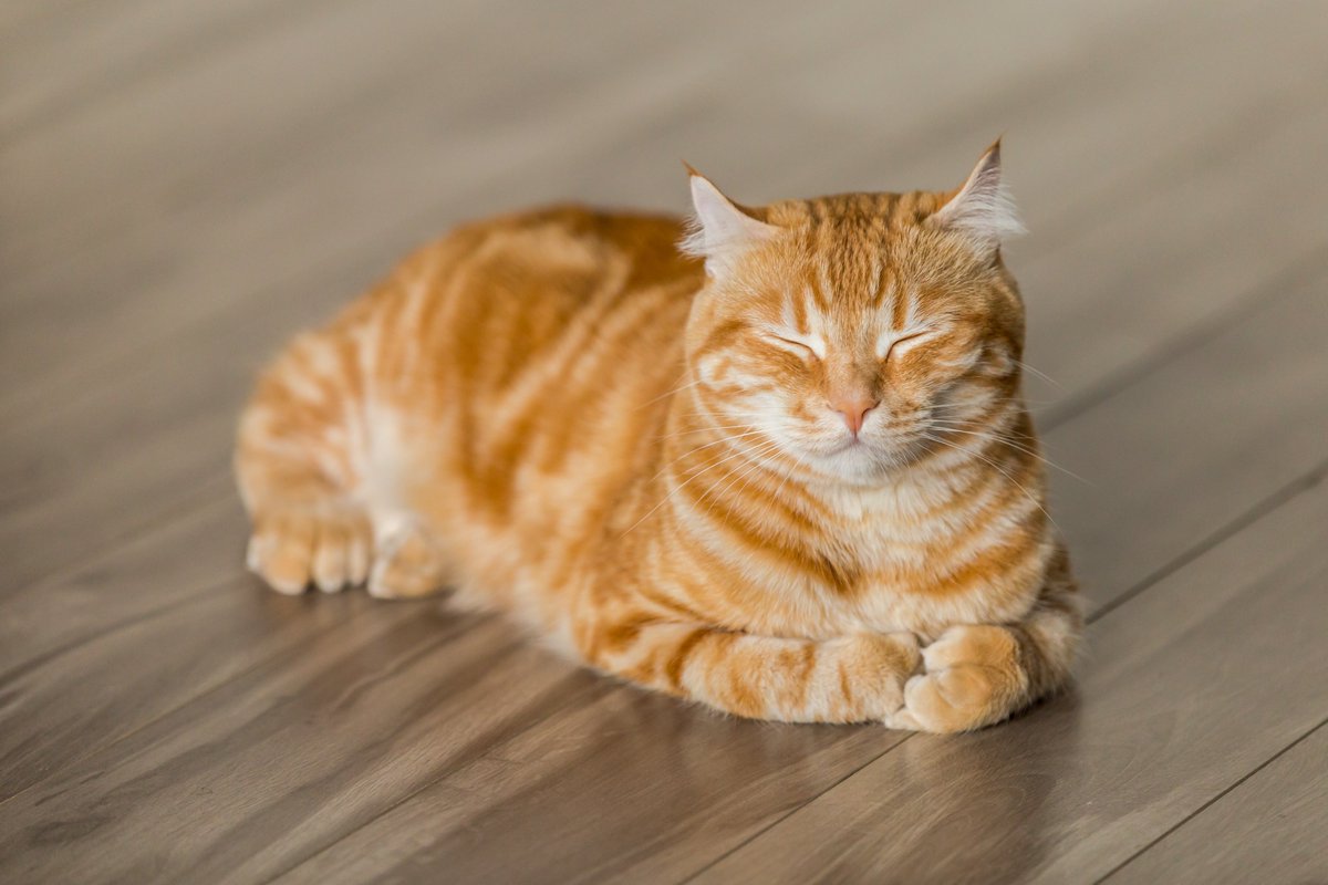 first_cats's tweet photo. Good Night all my friends.
#catlover #cats #catmy #love #lifestyle #canadaFlag of Canada #usaFlag of United States #usa #fashion #germany #sky #style #live #cat #cats #catsofinstagram #instacat #catstagram #catlover #catoftheday #catsagram #catlovers #catlife #kitty #kittylove https://t.co/e7RMEEKfpm
