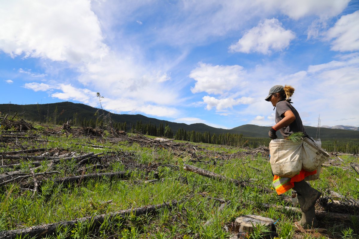 djbolivia's tweet photo. How does Canada plant so many trees?
#treeplanting #environment #greenplanet 

https://t.co/XKUy6qMTzN https://t.co/61oWxZwHuI