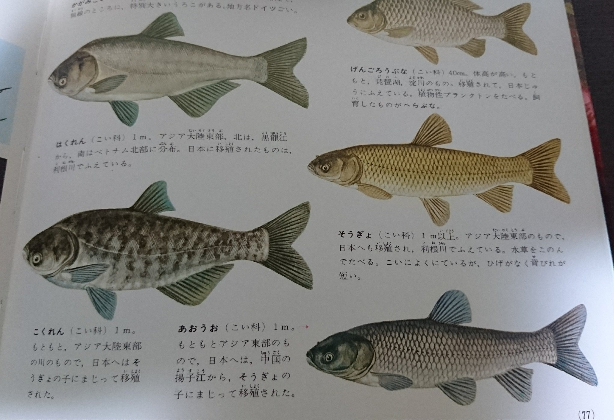 ワンマンアングラー 四大家魚 コクレン コクレンは生息数が少ない故に 展示している水族館も少ない 私の知る限りでは さいたま水族館 と アクアトトぎふ 今は無き 東京タワー水族館 のみ あと ごく稀にペットショップやホームセンターで幼魚