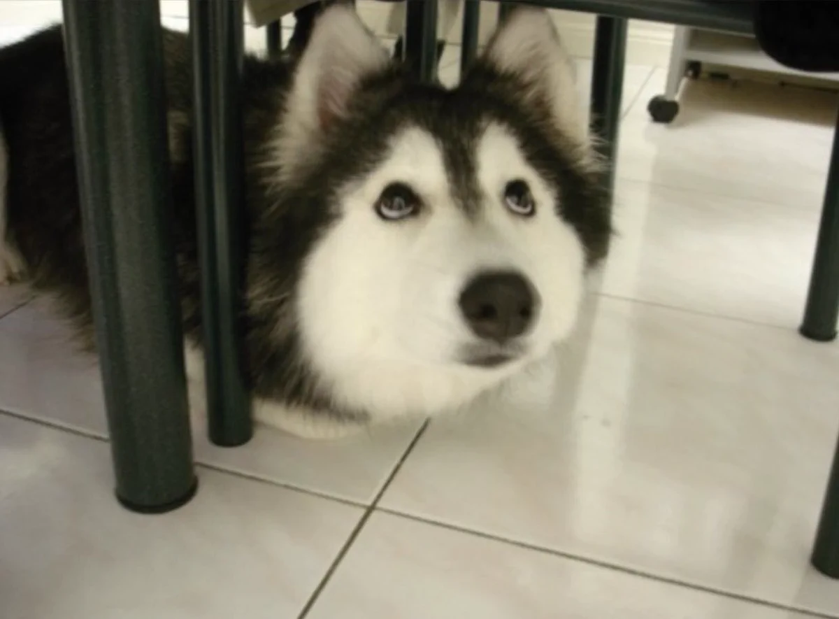 犬なのに猫っぽい？猫に育てられたハスキー犬が可愛い！